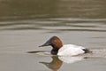 Male Canvasback, Aythya valisineria on the water