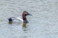 A male canvasback duck or Aythya valisineria. A species of diving duck, the largest found in North America