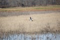 Male Canvasback Duck in Flight