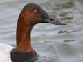 A Male Canvasback extreme close up