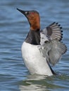 A Male Canvasback Flapping Wings