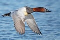 A Male Canvasback in Flight