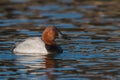 Male Canvasback on Pond
