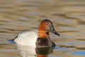 Male Canvasback Swimming