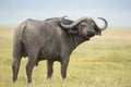 Male Cape Buffalo (Syncerus caffer) Tanzania Royalty Free Stock Photo