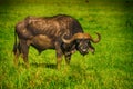 Male cape buffalos Royalty Free Stock Photo
