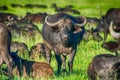 Male cape buffalos standing in short grass