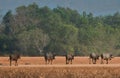 Male cape buffalos walking in the yard