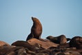 The male Cape fur seal at a rookery.