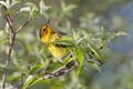 Male Cape May Warbler