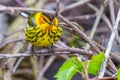 Male Cape May warbler.Oak Harbor.Magee Marsh Wildlife Area.Ohio.USA Royalty Free Stock Photo