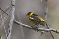 Male Cape May Warbler, Setophaga tigrina, perched Royalty Free Stock Photo