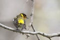 Male Cape May Warbler, Setophaga tigrina, perched on a small branch Royalty Free Stock Photo