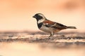 Male cape sparrow, Passer melanurus