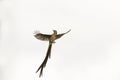 Male Cape sugarbird in flight.