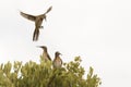 Male Cape sugarbird in flight. Royalty Free Stock Photo