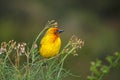 Male Cape weaver - South Africa