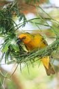 A male Cape Weaver starts to weave a nest into a circle