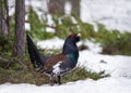 Male of Capercaillie in early spring forest. The western capercaillie. Royalty Free Stock Photo