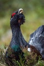 Male of Capercaillie in the spring forest. The western capercaillie at Lek