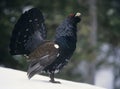 Male capercaillie standing on snow side view