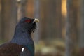 Male capercaillie, Tetrao urogallus, in Finland