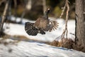 Male Capercaillie - Tetrao urogallus - jumping as part of display at the lek site. Norway