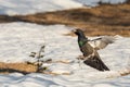 Male Capercaillie - Tetrao urogallus - jumping as part of display at the lek site. Norway