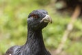 Male capercaillie, Tetrao urogallus, in lek site situating in pine in bavarian forest