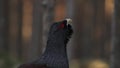 Male capercaillie, Tetrao urogallus, in lek site.