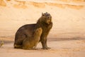 Male Capybara with Deformed Mouth, and Baby