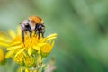 Male Carder Bumblebee, Bombus pascuorum feeding on Ragwort