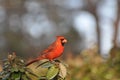 Male cardinal Royalty Free Stock Photo