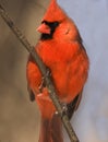 Male cardinal