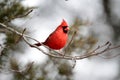 Male Cardinal