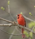 Male Cardinal Royalty Free Stock Photo