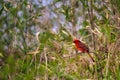 A male cardinal bird. Royalty Free Stock Photo