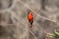 Male cardinal bird closeup Royalty Free Stock Photo