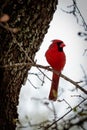 Male Cardinal Bird on a Limb Royalty Free Stock Photo