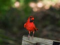 Male Cardinal Bird Watching from Bench