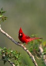 Male Cardinal on Branch Royalty Free Stock Photo