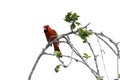 Male cardinal on branch