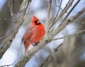 Male Cardinal on Branch Royalty Free Stock Photo