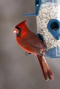 Male Cardinal on a branch