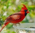Male Cardinal (Cardinalis cardinalis)