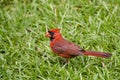 Male Cardinal