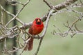 Male Cardinal on a cold snowy day. Royalty Free Stock Photo