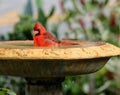 Male cardinal cools off in a birdbath