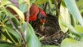 Male cardinal feeding a catapillar to its young Royalty Free Stock Photo
