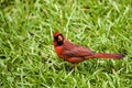 Male Cardinal Feeding